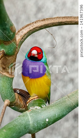 Vibrant rainbow gouldian finch bird perched on tropical stem Vibrant rainbow gouldian finch bird perched on tropical stem 141967396
