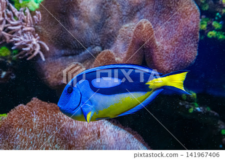 Regal blue tang paracanthurus hepatus swimming near coral reef in aquarium Regal blue tang paracanthurus hepatus swimming near coral reef in aquarium 141967406