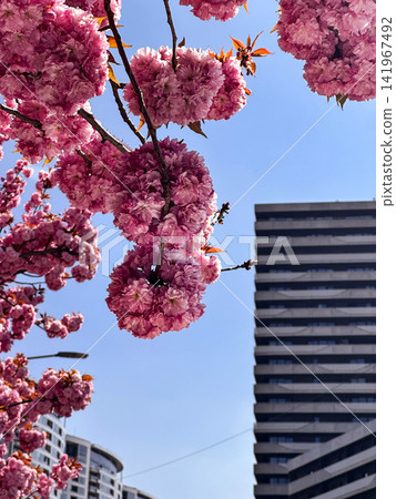 Pink Double Cherry Blossoms Framing Modern City Buildings in Spring Pink Double Cherry Blossoms Framing Modern City Buildings in Spring 141967492