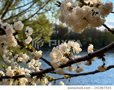White Cherry Blossom Branch Over River in Golden Spring Light White Cherry Blossom Branch Over River in Golden Spring Light 141967503