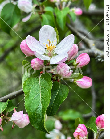 Close-Up of Apple Blossom in Bloom Close-Up of Apple Blossom in Bloom 141967512