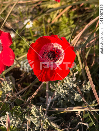 Red Anemone Flower Close-Up Red Anemone Flower Close-Up 141967526