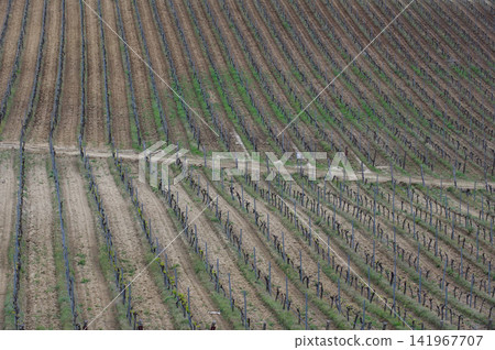 Pattern of vineyard rows forming geometric agricultural landscape Pattern of vineyard rows forming geometric agricultural landscape 141967707