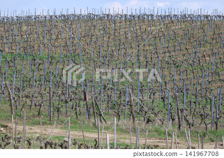 Rows of grapevines on cultivated hillside vineyard Rows of grapevines on cultivated hillside vineyard 141967708