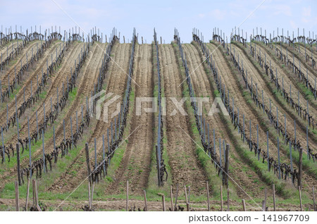 Large vineyard plantation with repeating rows across hillside Large vineyard plantation with repeating rows across hillside 141967709