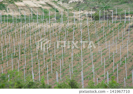 Young vineyard plantation on hillside with newly planted grapevines Young vineyard plantation on hillside with newly planted grapevines 141967710