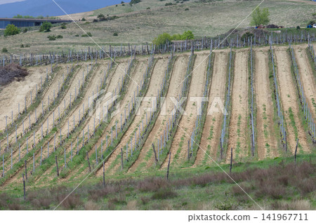 Rows of vineyard on rolling hills in wine growing region Rows of vineyard on rolling hills in wine growing region 141967711
