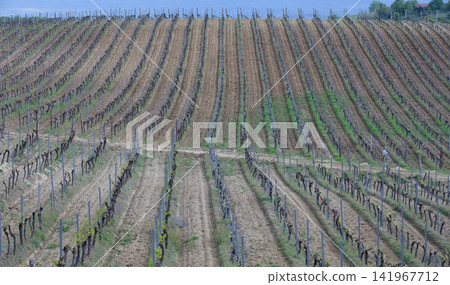 Young grapevine shoots emerging on vineyard in early spring 141967712