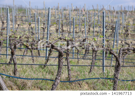 Large vineyard plantation with repeating rows across hillside Large vineyard plantation with repeating rows across hillside 141967713