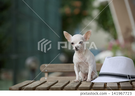 White Chihuahua sitting beside fedora hat on wooden table White Chihuahua sitting beside fedora hat on wooden table 141967723