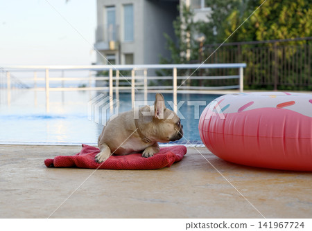 French bulldog resting by swimming pool beside pink inflatable ring French bulldog resting by swimming pool beside pink inflatable ring 141967724