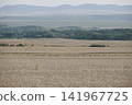 Panoramic agricultural landscape with wheat fields and rolling hills 141967725
