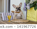 French bulldog sitting at wooden table beside flowers and yellow glass 141967726