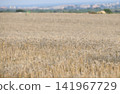 Golden wheat field ready for harvest with shallow depth of field 141967729