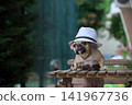 Funny French bulldog wearing white fedora with sunglasses 141967736