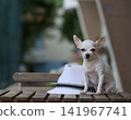 White Chihuahua sitting beside fedora hat on wooden table 141967741