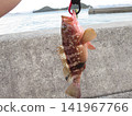 石斑魚是一種高檔魚類，用擬餌在海裡捕獲。 141967766