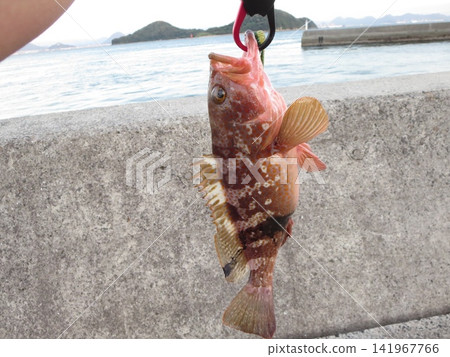 石斑魚是一種高檔魚類,用擬餌在海裡捕獲。 石斑魚是一種高檔魚類,用擬餌在海裡捕獲。 141967766
