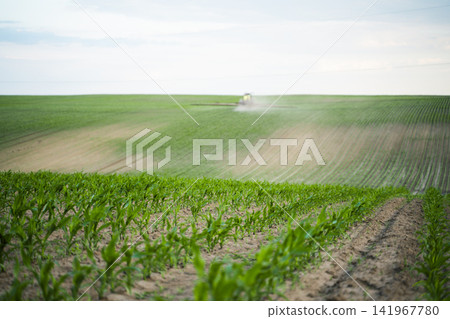 Young corn crops growing in a field with a tractor spraying agricultural chemicals in the background Young corn crops growing in a field with a tractor spraying agricultural chemicals in the background 141967780