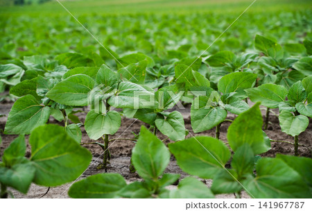 Young sunflower plants growing in neat rows on an agricultural field under a cloudy summer sky Young sunflower plants growing in neat rows on an agricultural field under a cloudy summer sky 141967787