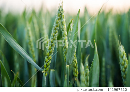 Young green wheat ears developing in a field, symbolizing growth, agriculture, and sustainable food production 141967810