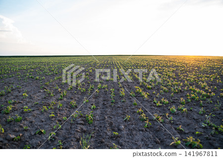 Young soybean plants growing in fertile soil across a vast agricultural field at sunset, symbolizing new growth and farming Young soybean plants growing in fertile soil across a vast agricultural field at sunset, symbolizing new growth and farming 141967811