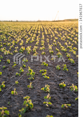 Green soybean plants growing in long rows across a fertile farm field during a bright rural sunset Green soybean plants growing in long rows across a fertile farm field during a bright rural sunset 141967817
