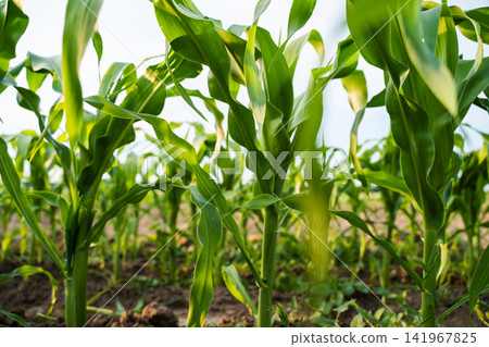 Green corn plants standing tall in rows within a cultivated field, showing fresh leaves and healthy growth Green corn plants standing tall in rows within a cultivated field, showing fresh leaves and healthy growth 141967825
