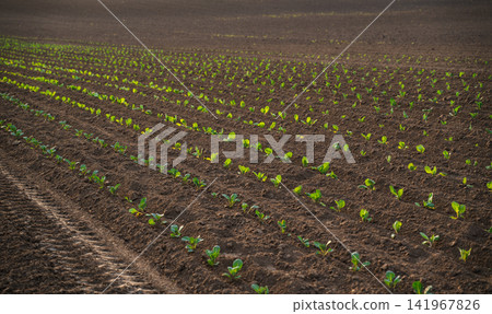 Rows of young green plants emerging from rich brown soil in a field, symbolizing growth, agriculture, and new life Rows of young green plants emerging from rich brown soil in a field, symbolizing growth, agriculture, and new life 141967826