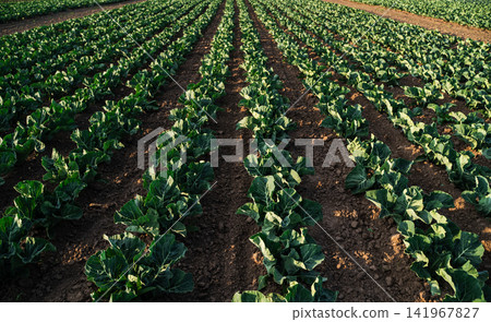 Organically growing green cabbage plants forming neat rows across a fertile farm field under evening sunlight Organically growing green cabbage plants forming neat rows across a fertile farm field under evening sunlight 141967827