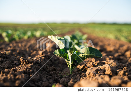 Young cabbage plants growing in neat rows of dark soil, showing agricultural work and sustainable growth in a rural field Young cabbage plants growing in neat rows of dark soil, showing agricultural work and sustainable growth in a rural field 141967828