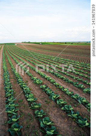 Rows of green cabbage growing in an agricultural field under a clear sky, showing sustainable farming and healthy crops Rows of green cabbage growing in an agricultural field under a clear sky, showing sustainable farming and healthy crops 141967839