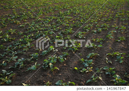 Young rapeseed seedlings growing in rows on cultivated farmland at golden hour, sustainable agriculture and oilseed crop concept 141967847