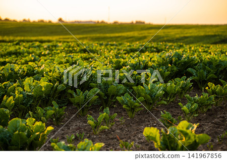 Sugar beet crop growing in rows on farmland at sunset, reflecting sustainable agriculture and food production Sugar beet crop growing in rows on farmland at sunset, reflecting sustainable agriculture and food production 141967856