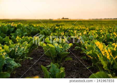 Green sugar beet field growing under golden sunset light embodying agriculture, harvest, and sustainability Green sugar beet field growing under golden sunset light embodying agriculture, harvest, and sustainability 141967858
