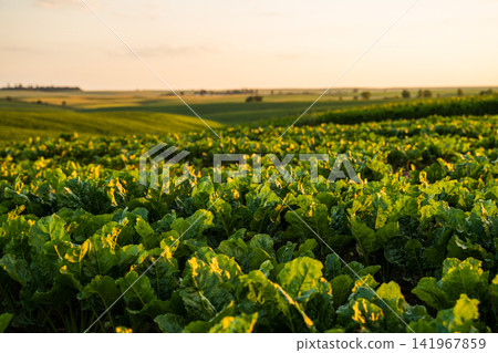 Agricultural field with sugar beet plants growing under summer sunlight, cultivating organic food supply Agricultural field with sugar beet plants growing under summer sunlight, cultivating organic food supply 141967859