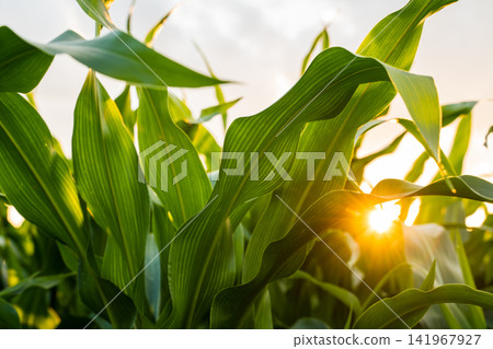Green corn leaves in a field with golden sunset sunbeams shining through, representing agriculture and natural growth Green corn leaves in a field with golden sunset sunbeams shining through, representing agriculture and natural growth 141967927