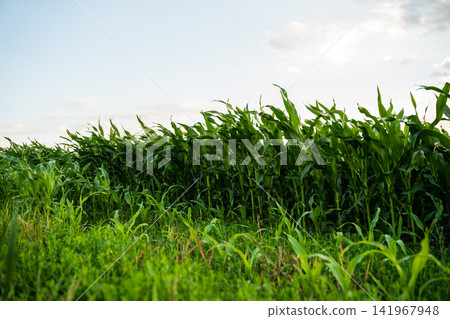 Green cornfield growing under a summer sky, showing agricultural production and farming season Green cornfield growing under a summer sky, showing agricultural production and farming season 141967948