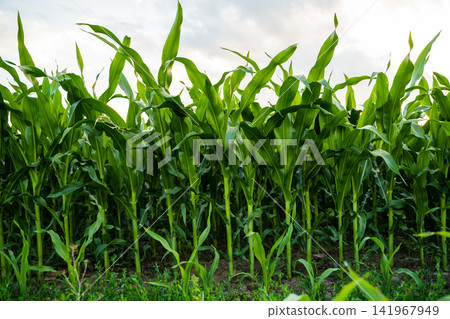 Cornfield growing in summer, green maize stalks standing tall under a bright sky, agricultural crop development Cornfield growing in summer, green maize stalks standing tall under a bright sky, agricultural crop development 141967949
