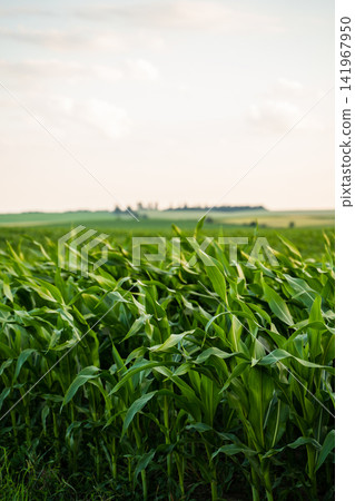 Green cornfield growing under a bright sky, symbolizing agriculture, harvest, and rural summer life Green cornfield growing under a bright sky, symbolizing agriculture, harvest, and rural summer life 141967950