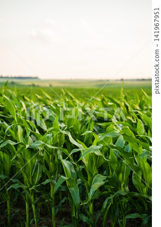 Growing cornfield producing crops for food and biofuel in an agricultural landscape under sunlight Growing cornfield producing crops for food and biofuel in an agricultural landscape under sunlight 141967951