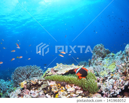 The blue sea of Ishigaki Island, where clownfish and tropical fish swim. 141968052