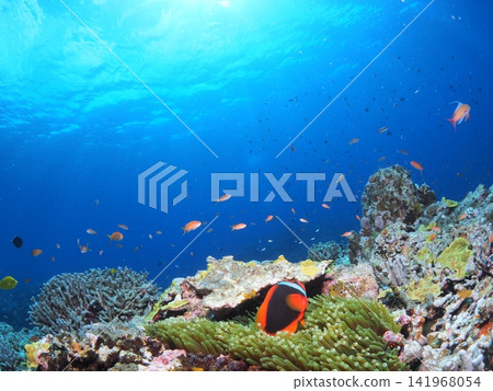 生活在石垣島生機勃勃的珊瑚礁中的小丑魚 生活在石垣島生機勃勃的珊瑚礁中的小丑魚 141968054