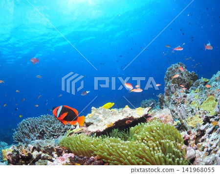 石垣島色彩繽紛的熱帶魚和小丑魚 石垣島色彩繽紛的熱帶魚和小丑魚 141968055