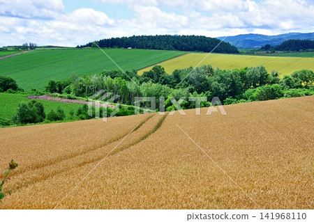 The beautiful scenery of "Patchwork Road," a popular tourist spot in Biei. 141968110