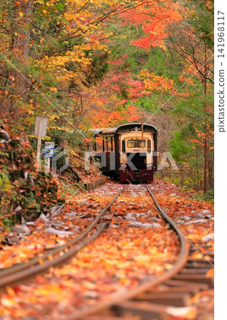 [長野縣]赤澤森林鐵路穿過赤澤自然休養林的紅葉隧道 141968117