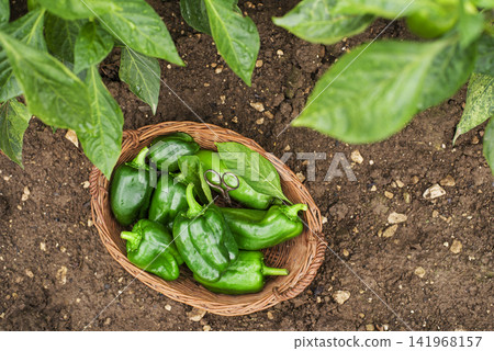 Green peppers 141968157