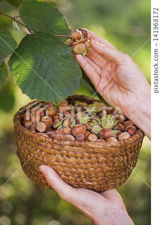 Hazelnuts harvest Hazelnuts harvest 141968172