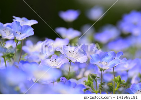 Nemophila blue flowers blooming in spring flower bed 141968181