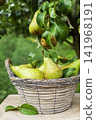 Pears harvest tree 141968191